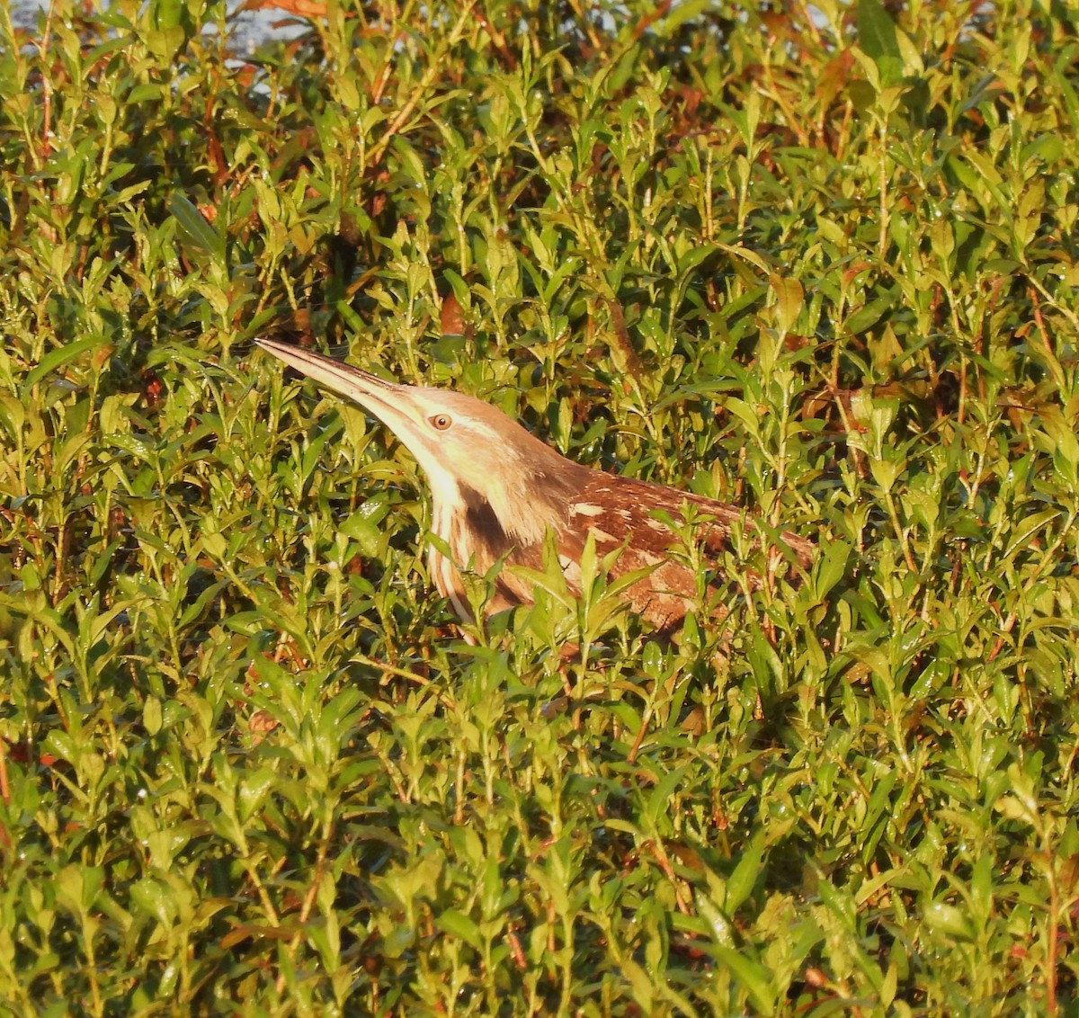 American Bittern - ML620685132