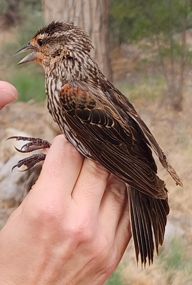 Red-winged Blackbird - ML620685135