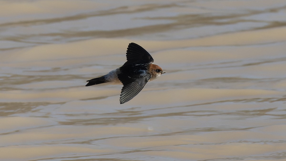 Golondrina Ariel - ML620685138