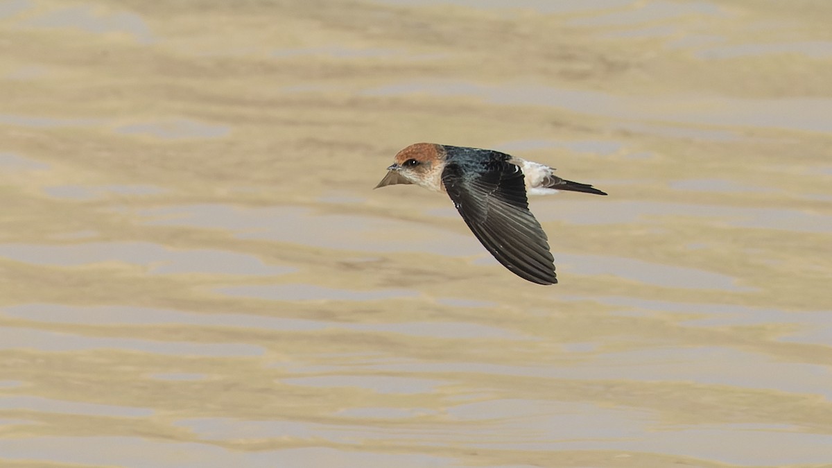 Golondrina Ariel - ML620685139