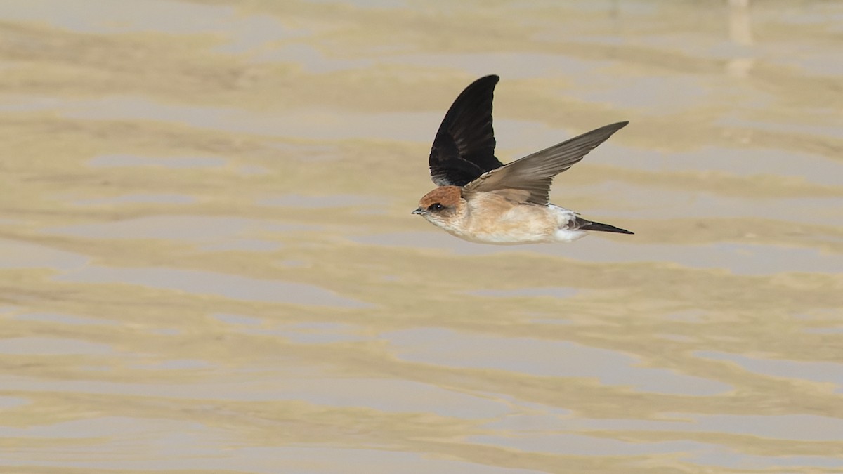 Golondrina Ariel - ML620685140