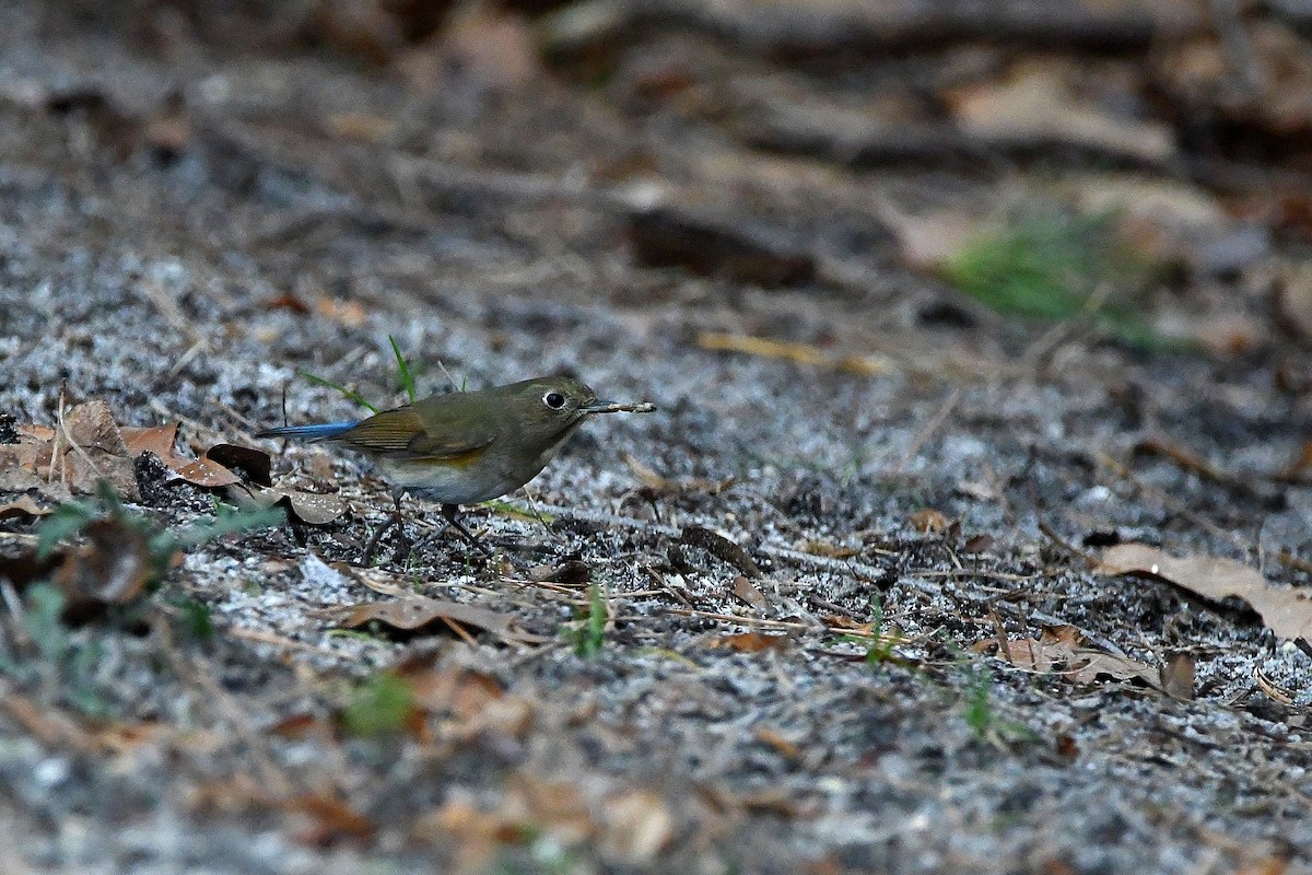 Red-flanked Bluetail - ML620685144