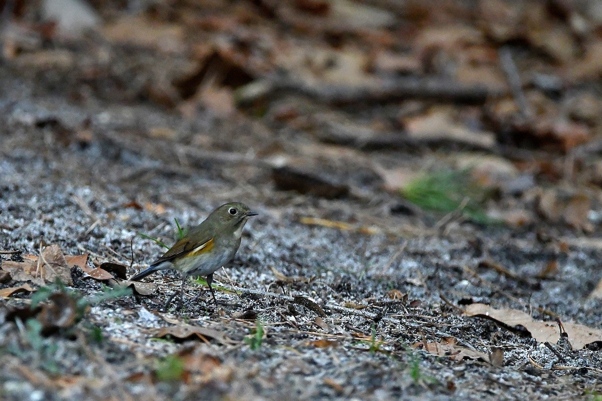 Red-flanked Bluetail - ML620685145