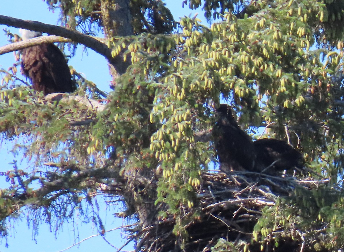 Weißkopf-Seeadler - ML620685148