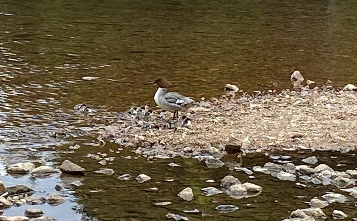 Red-breasted Merganser - ML620685149