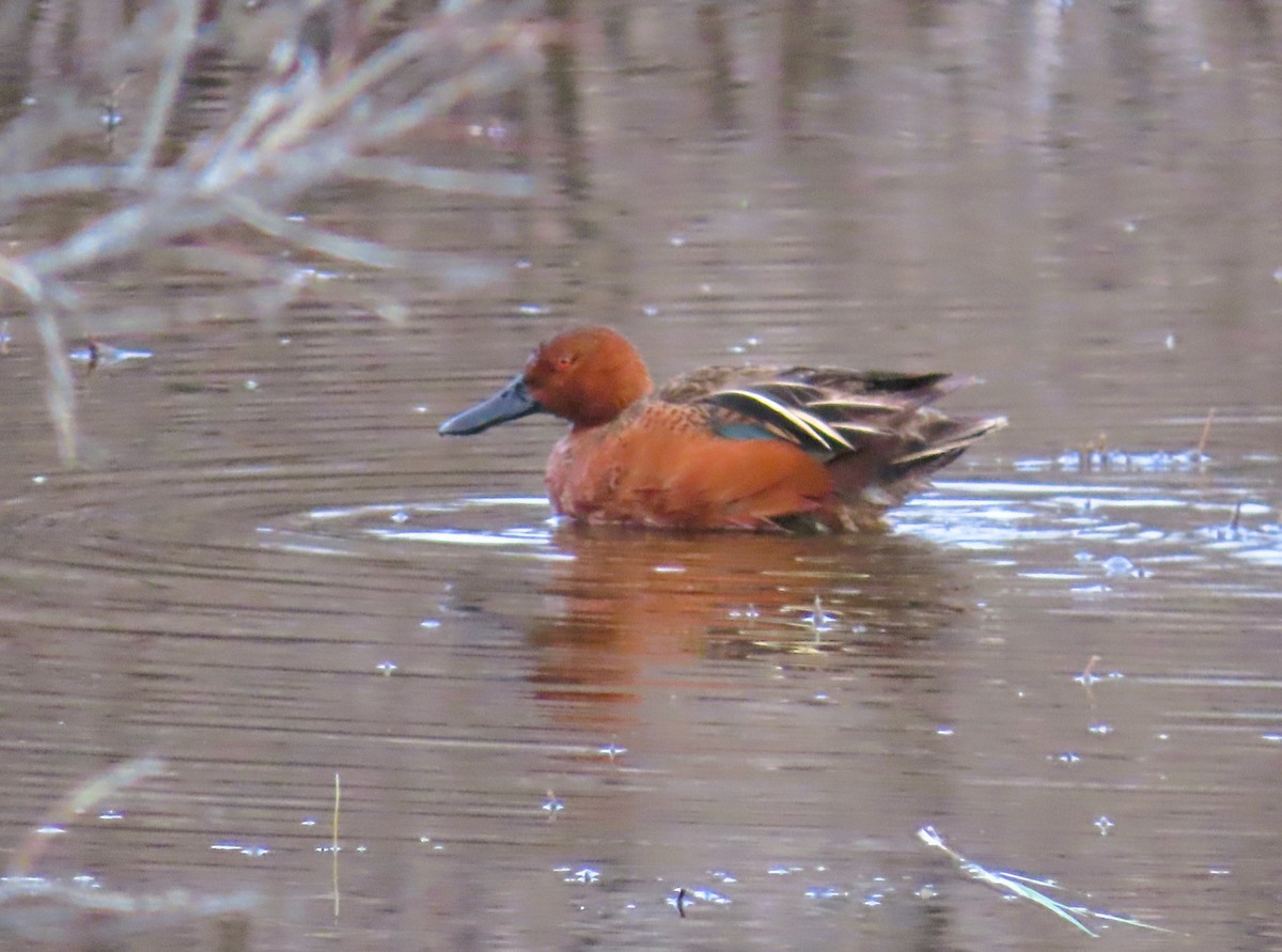 Cinnamon Teal - ML620685152