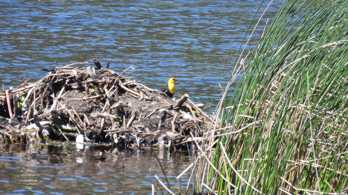 Yellow-headed Blackbird - ML620685153