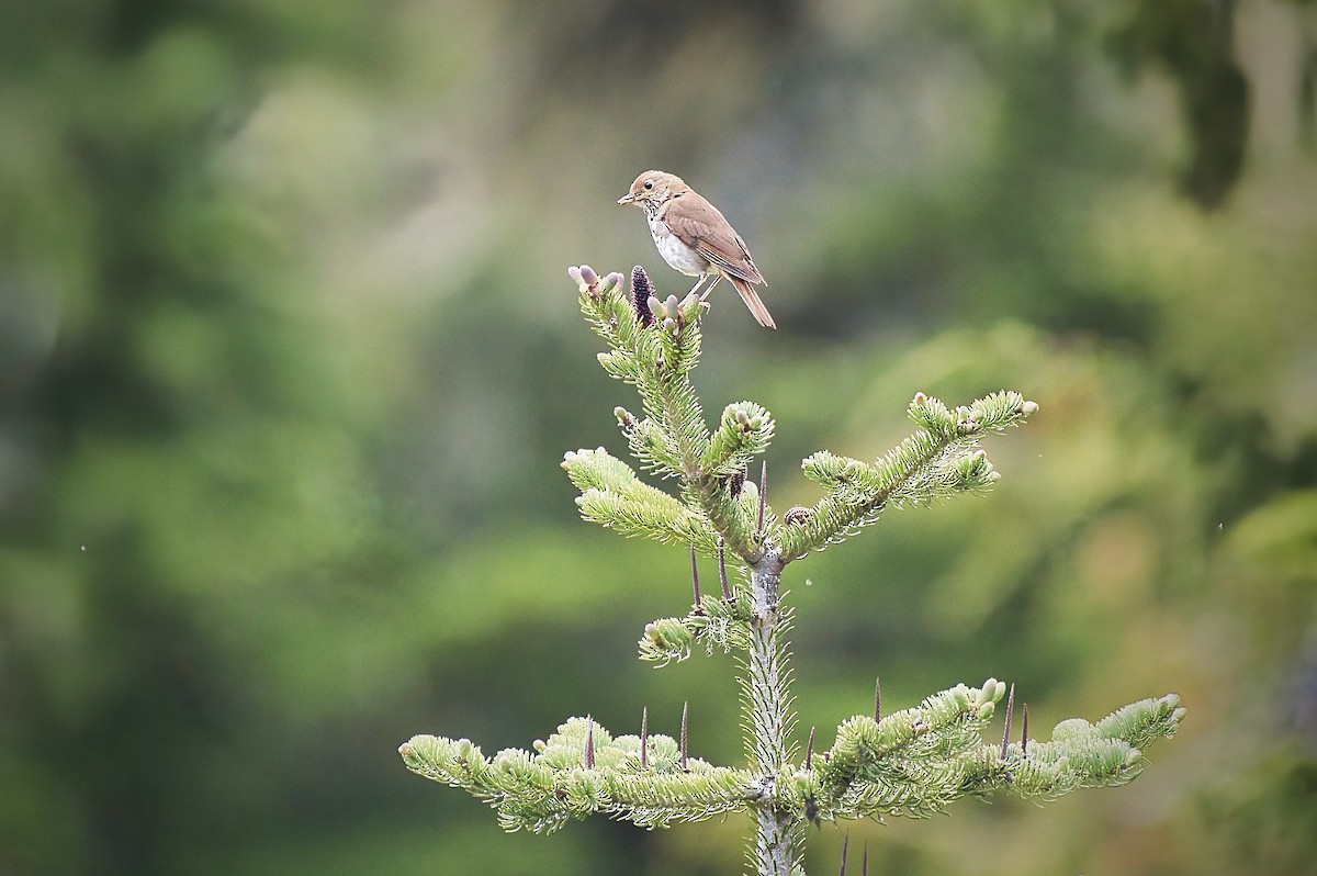 Hermit Thrush - ML620685154