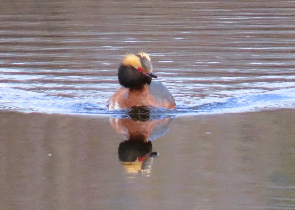 Horned Grebe - ML620685157