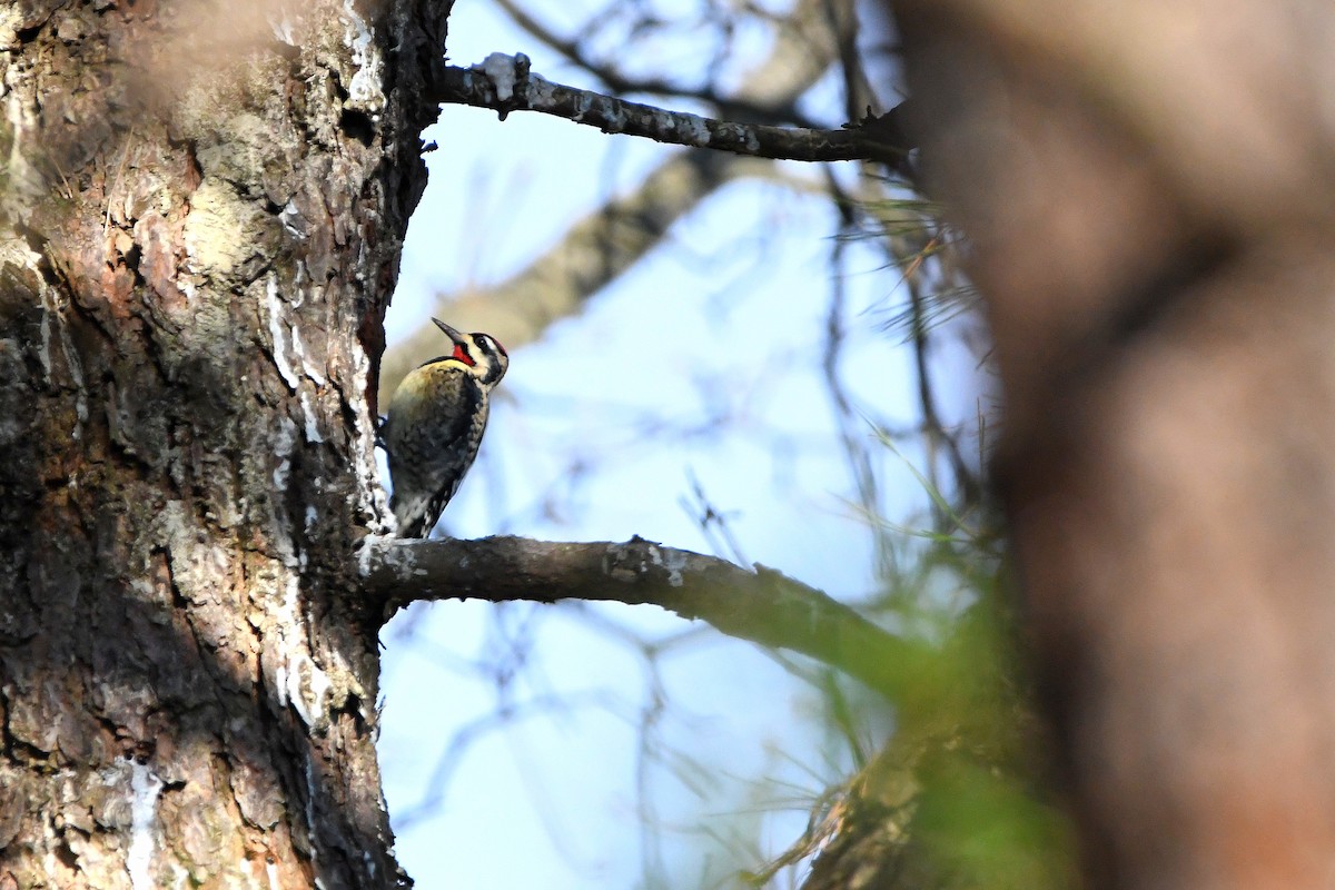 Yellow-bellied Sapsucker - ML620685158