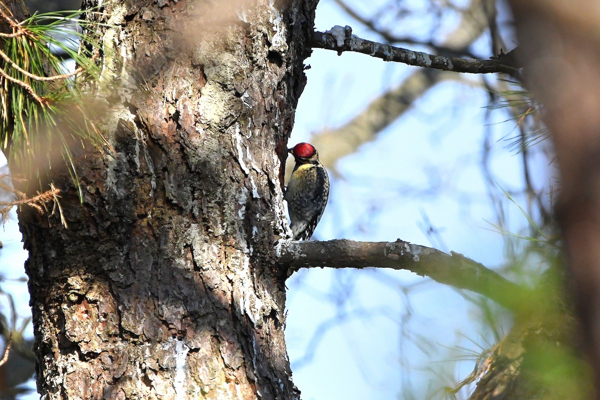 Yellow-bellied Sapsucker - ML620685159