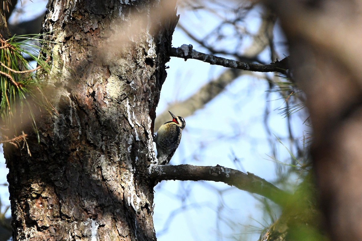 Yellow-bellied Sapsucker - ML620685160