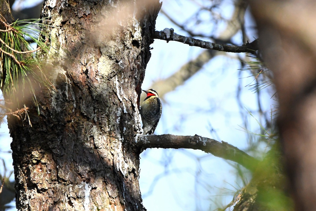 Yellow-bellied Sapsucker - Ari Weiss