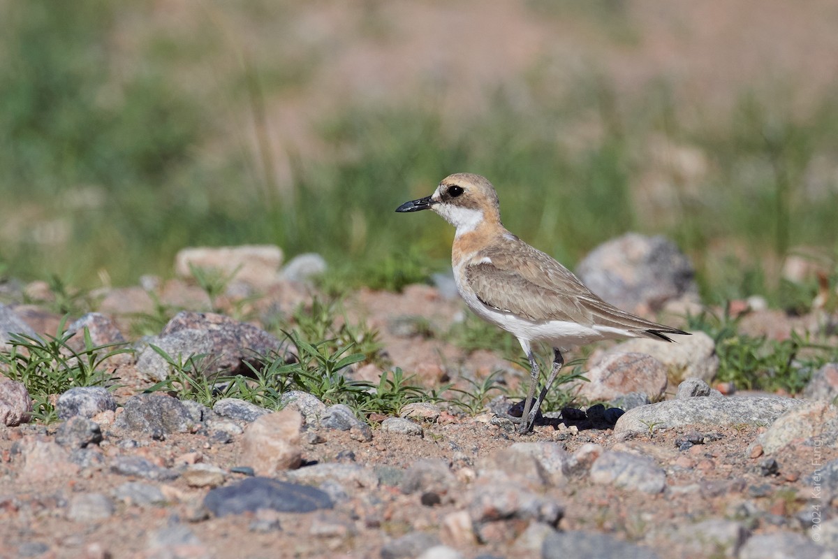 Greater Sand-Plover - ML620685165