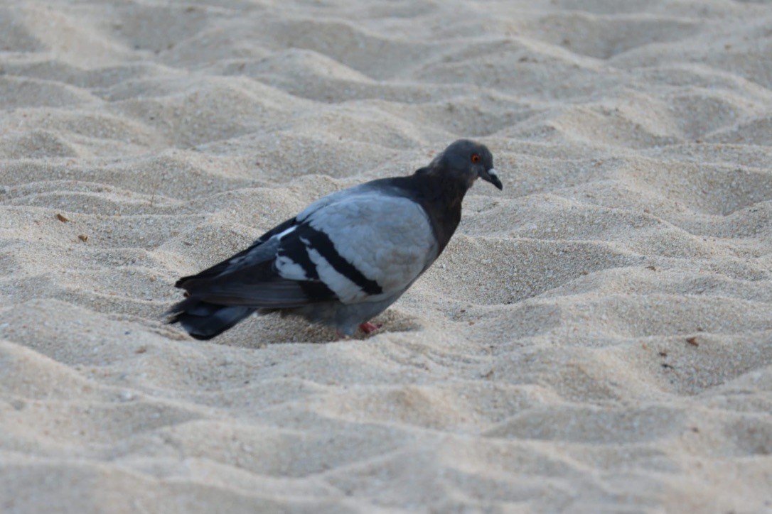 Rock Pigeon (Feral Pigeon) - ML620685166