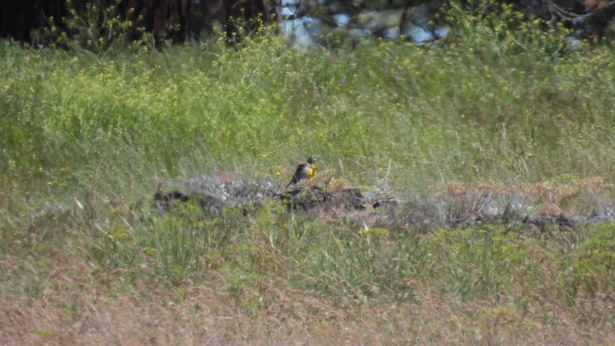 Western Meadowlark - ML620685171