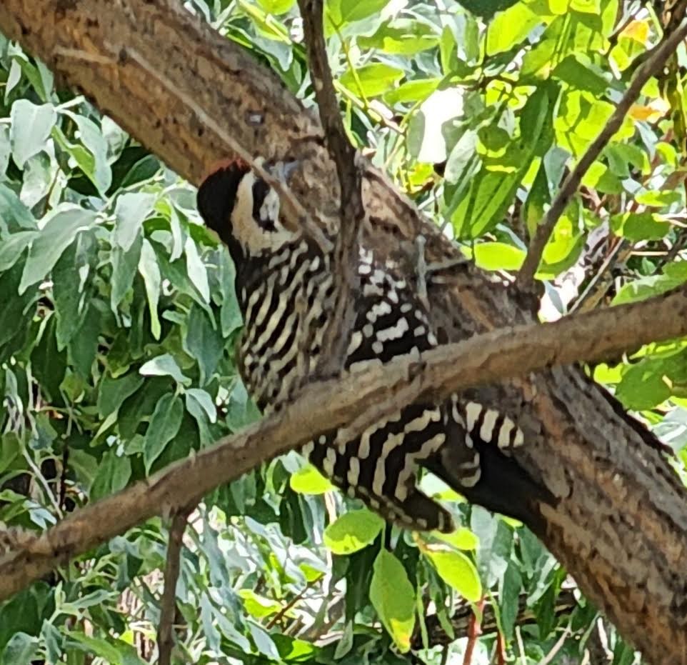 Ladder-backed Woodpecker - ML620685173