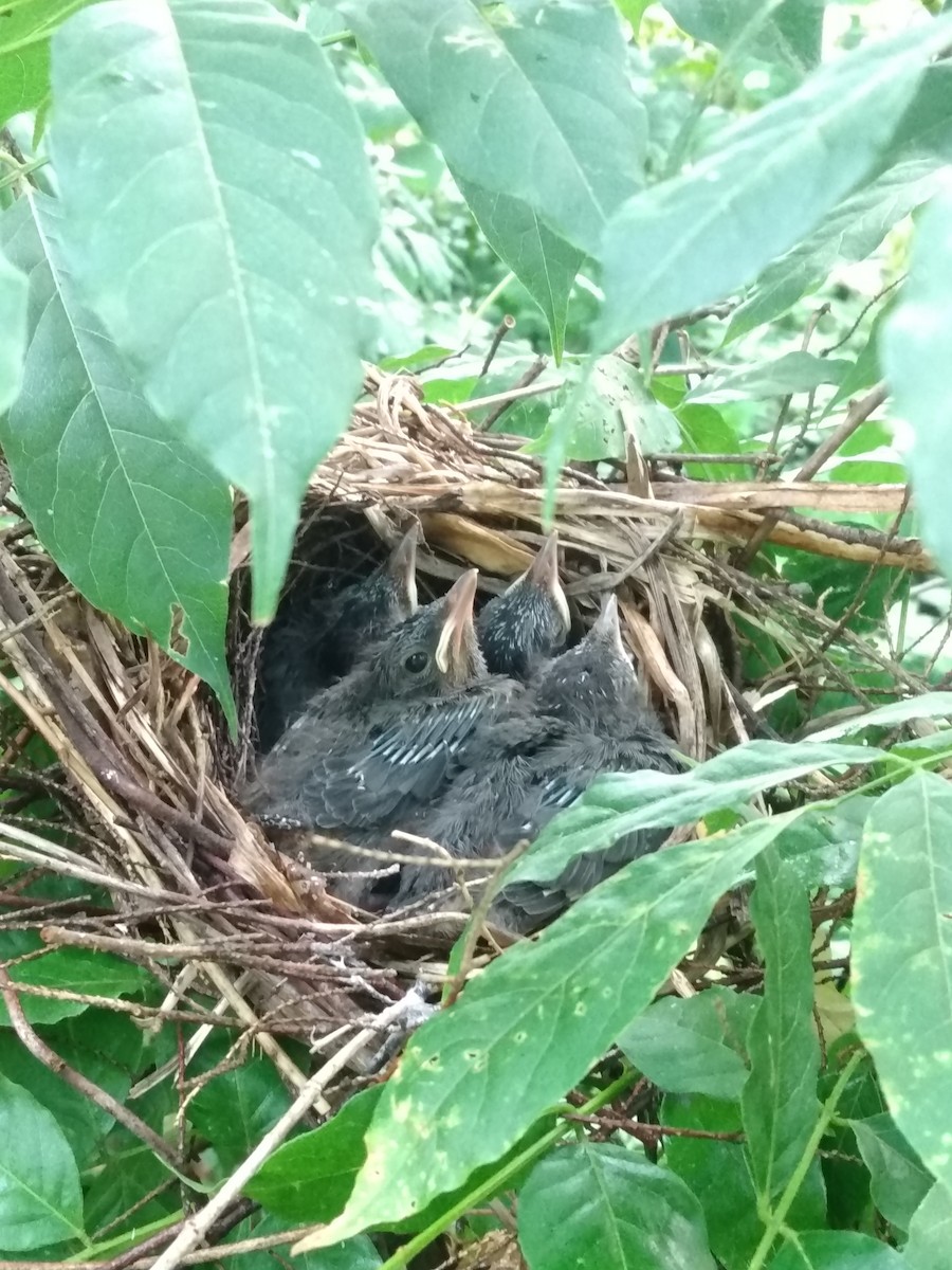 Gray Catbird - ML620685182