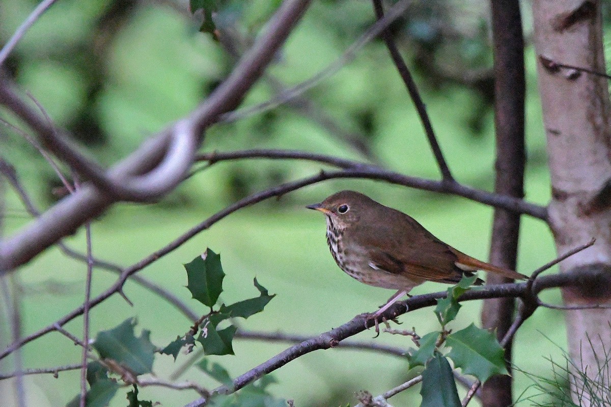 Hermit Thrush - ML620685183