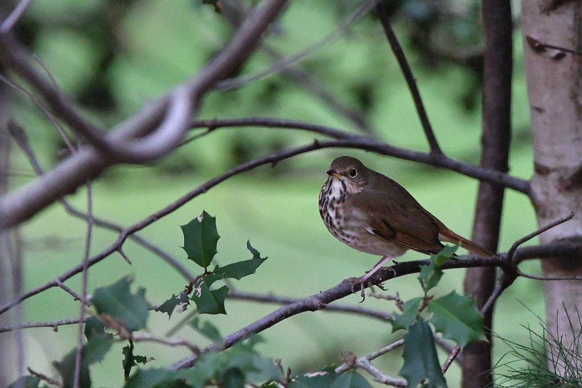 Hermit Thrush - ML620685184