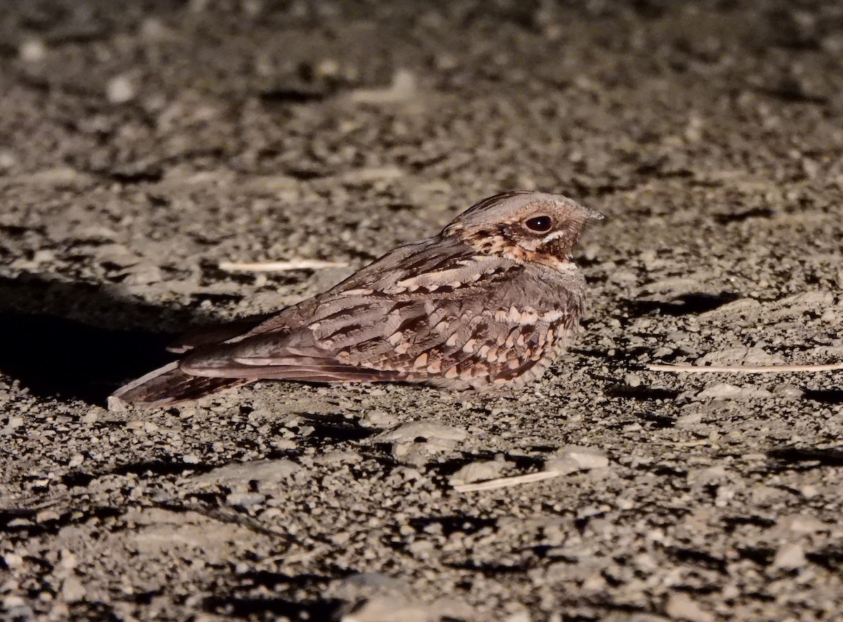 Red-necked Nightjar - ML620685187