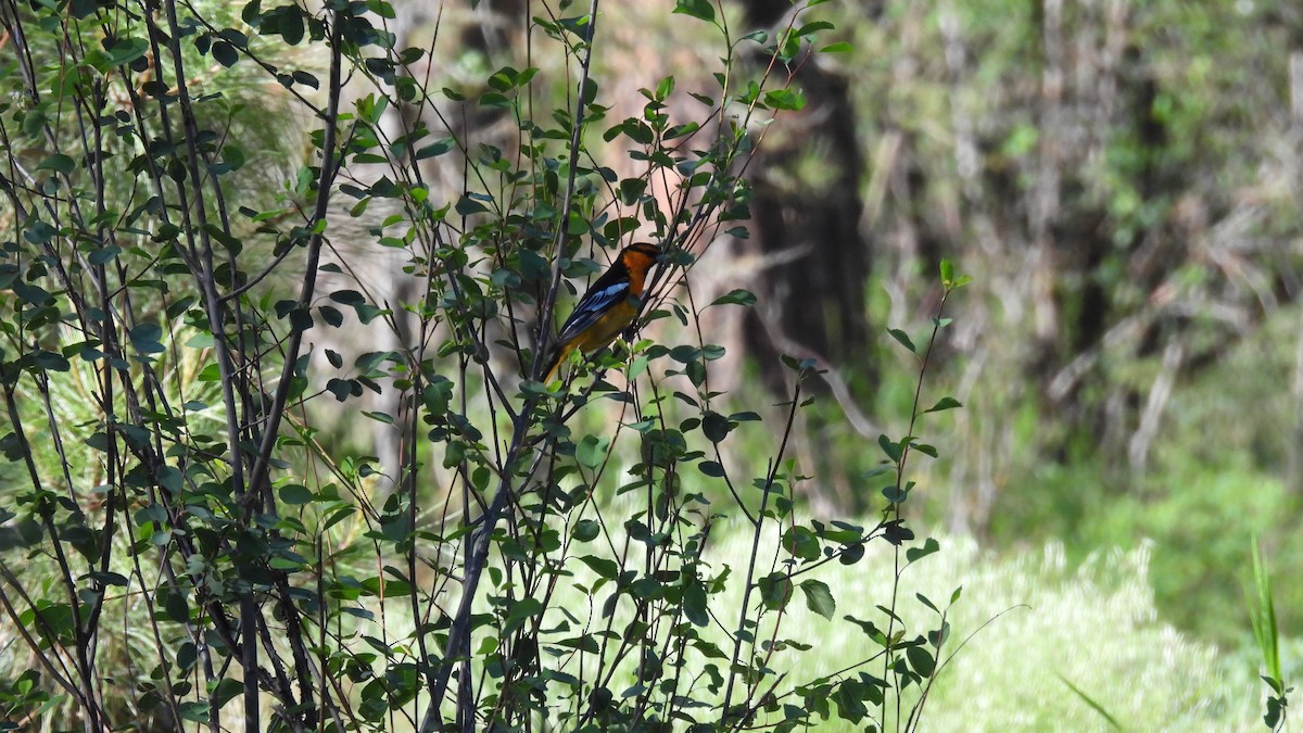 Bullock's Oriole - ML620685193