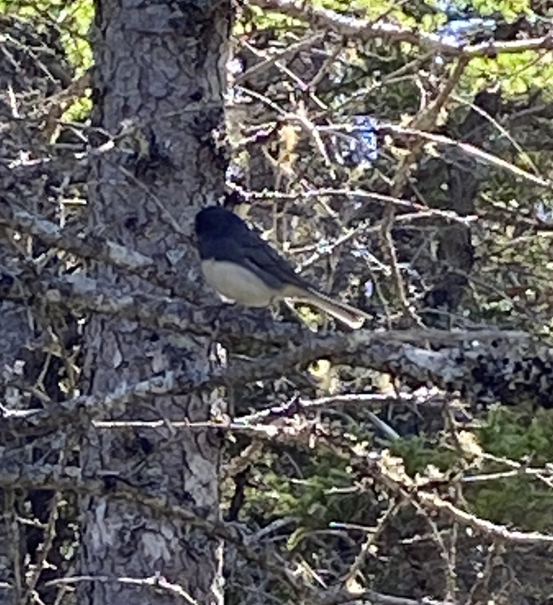 Dark-eyed Junco - ML620685195