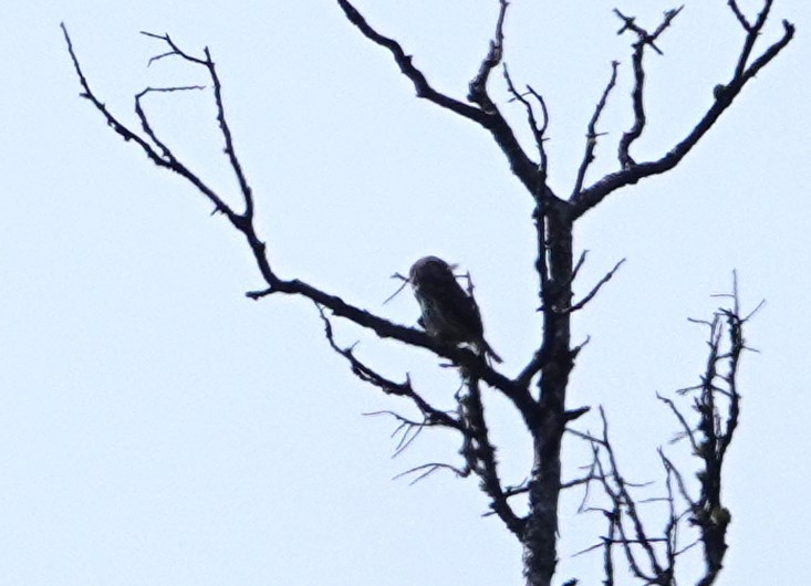 Northern Pygmy-Owl - ML620685197