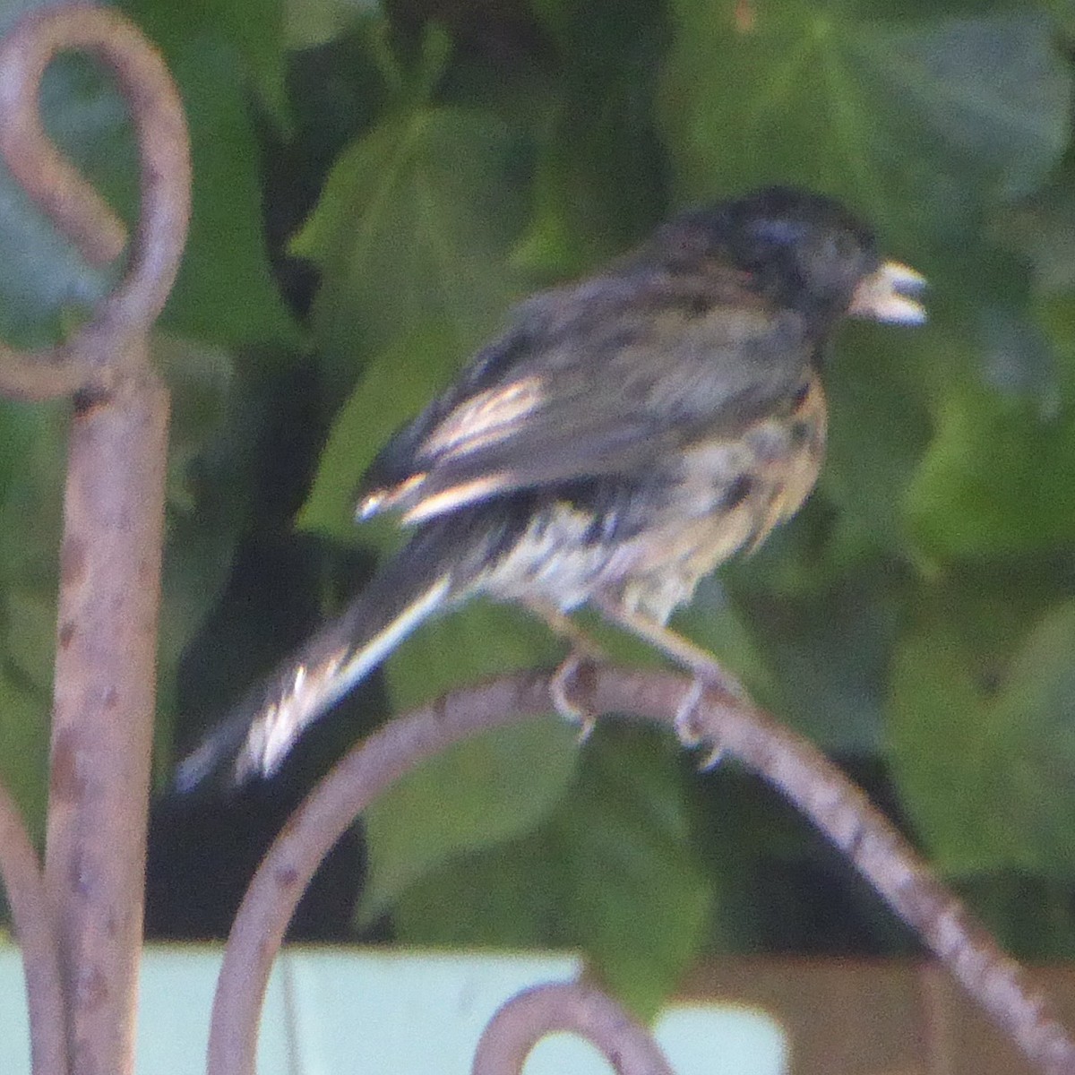 Spotted Towhee (oregonus Group) - ML620685203