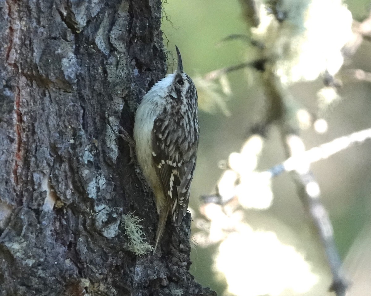 Brown Creeper - ML620685212