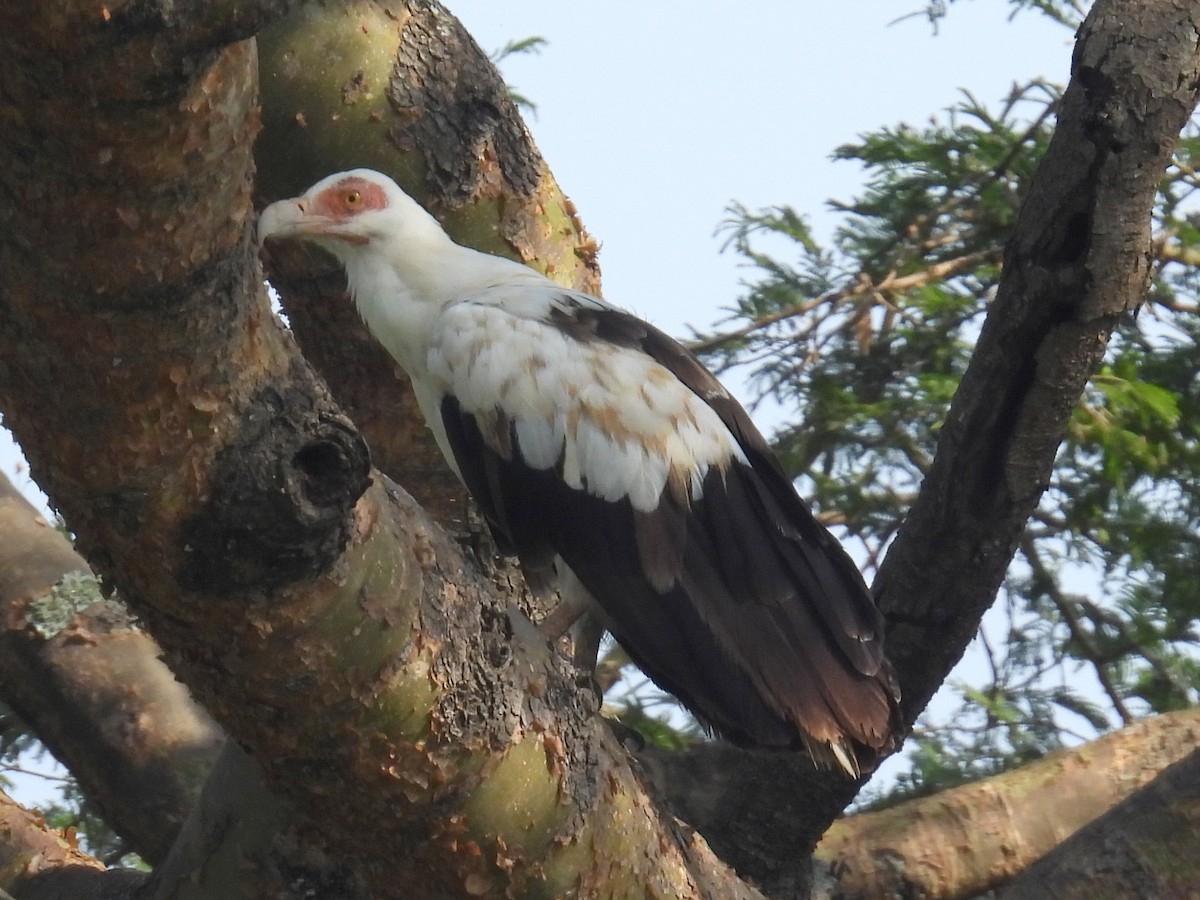 Palm-nut Vulture - ML620685214