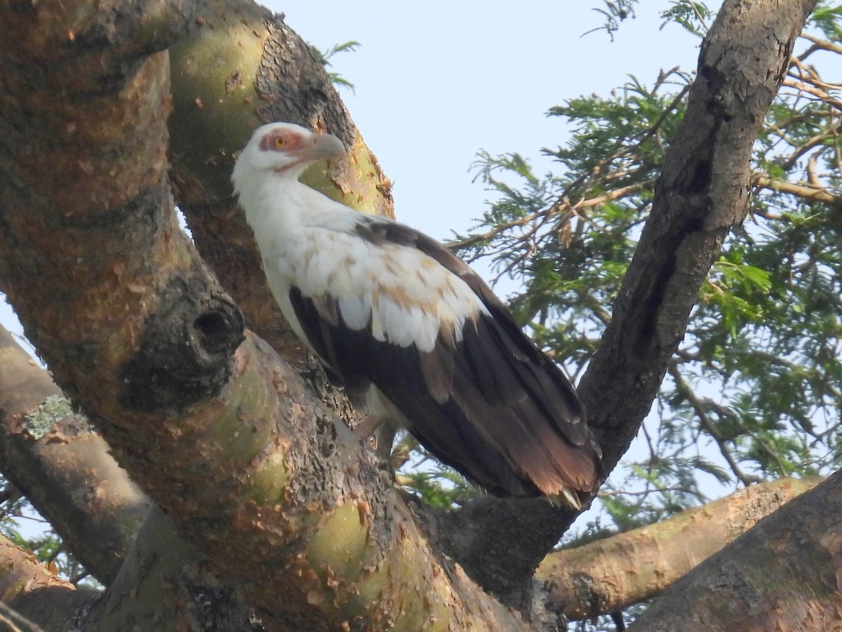 Palm-nut Vulture - bob butler