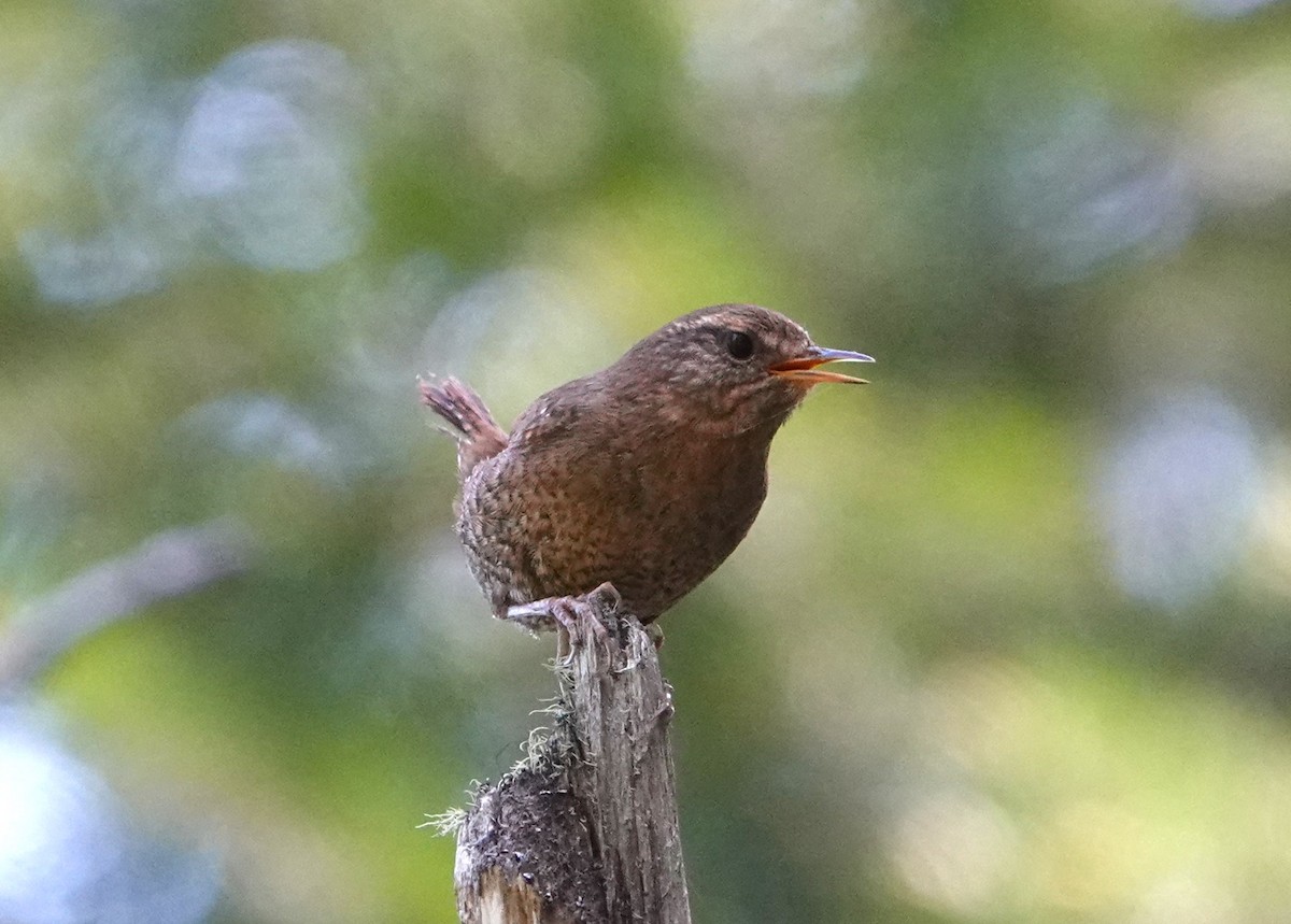 Pacific Wren - ML620685219