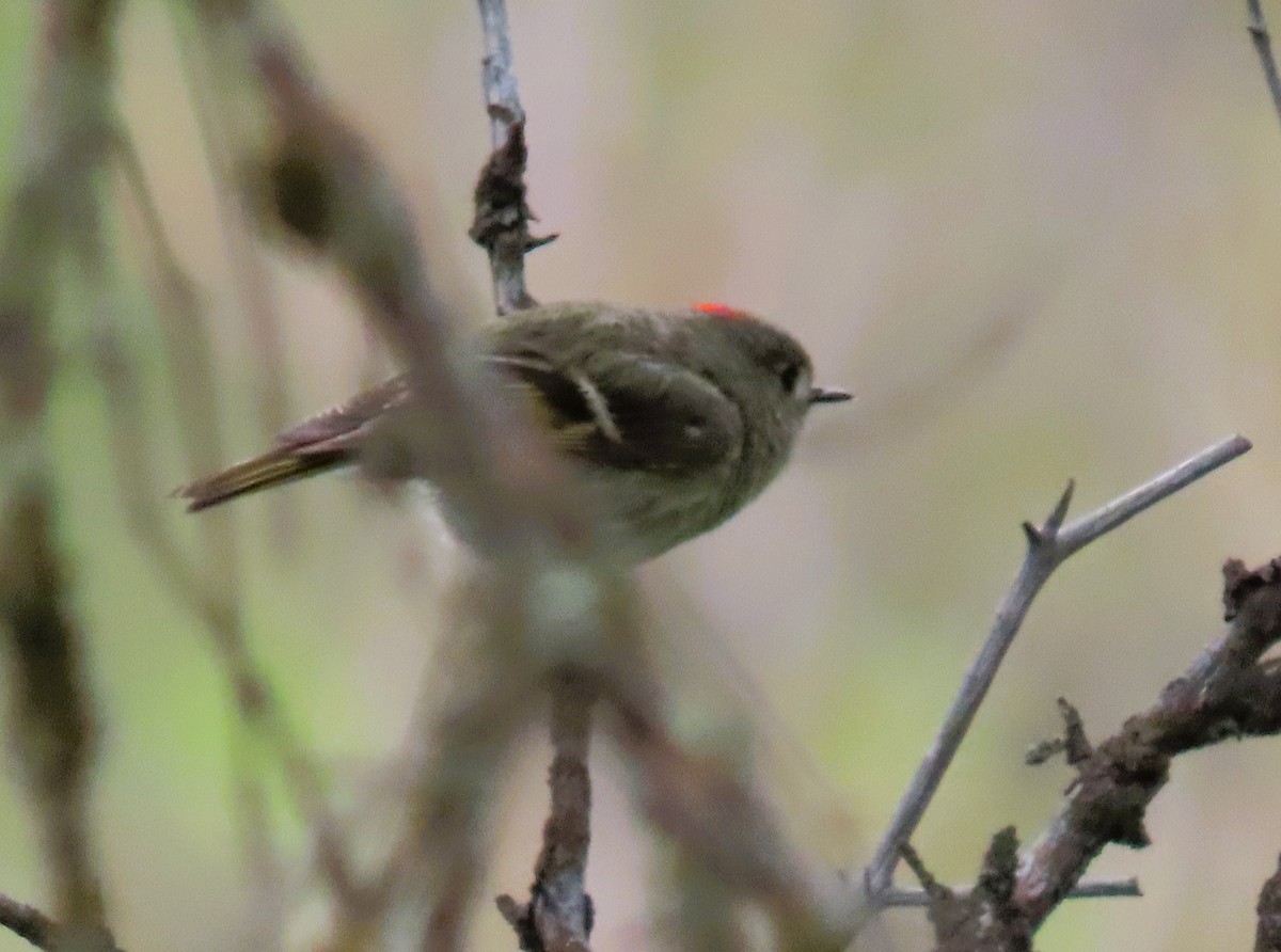 Roitelet à couronne rubis - ML620685220