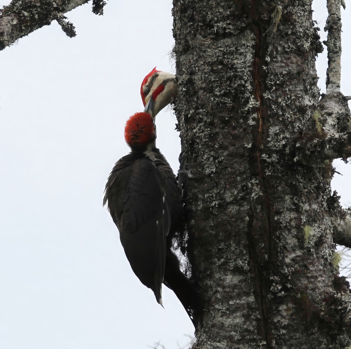 Pileated Woodpecker - ML620685222