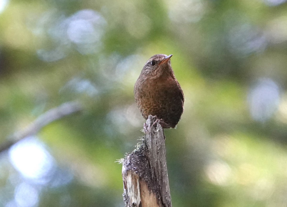 Pacific Wren - ML620685225