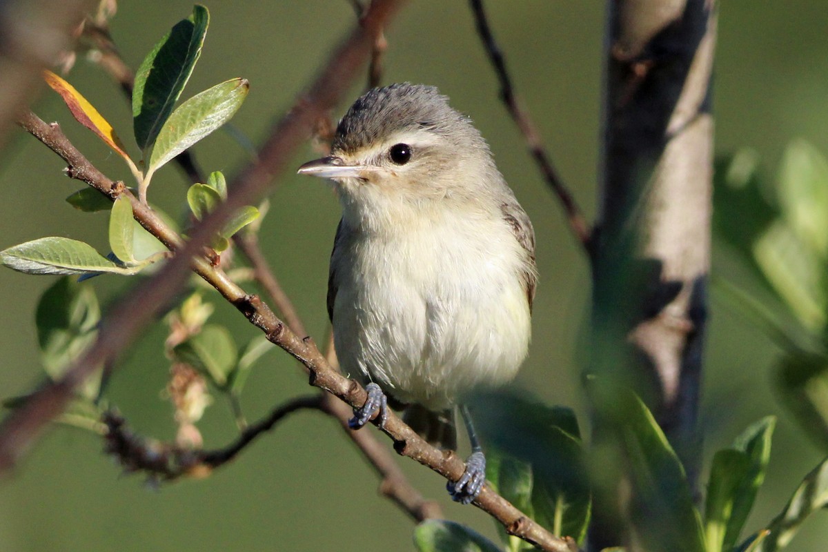 Warbling Vireo - ML620685230