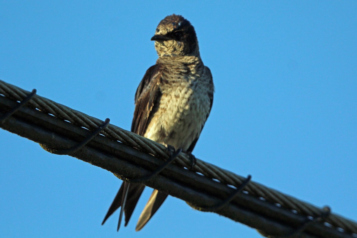 Golondrina Purpúrea - ML620685235