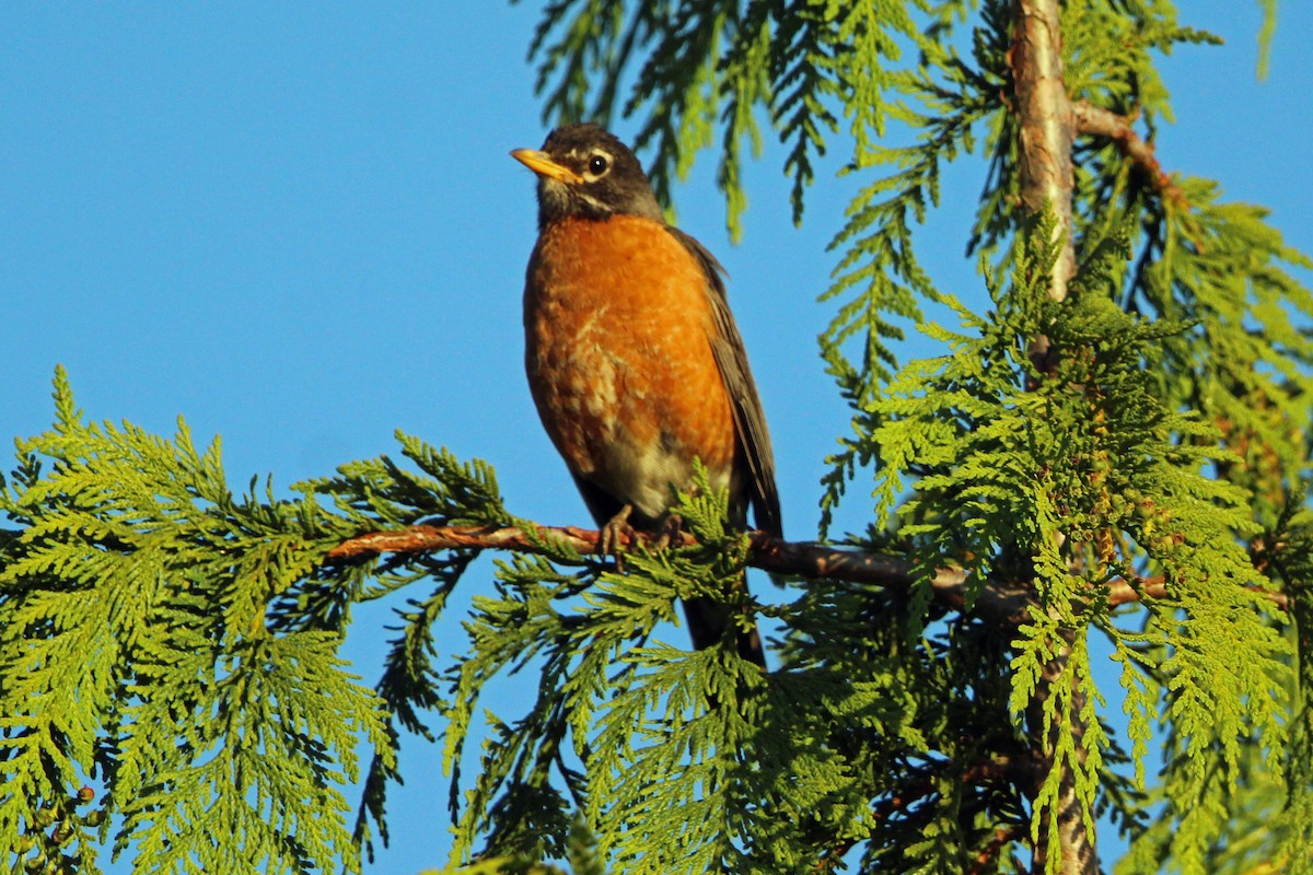 American Robin - ML620685238