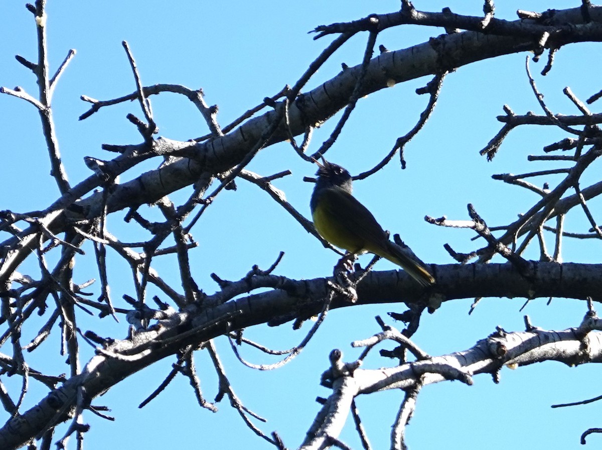 MacGillivray's Warbler - ML620685239