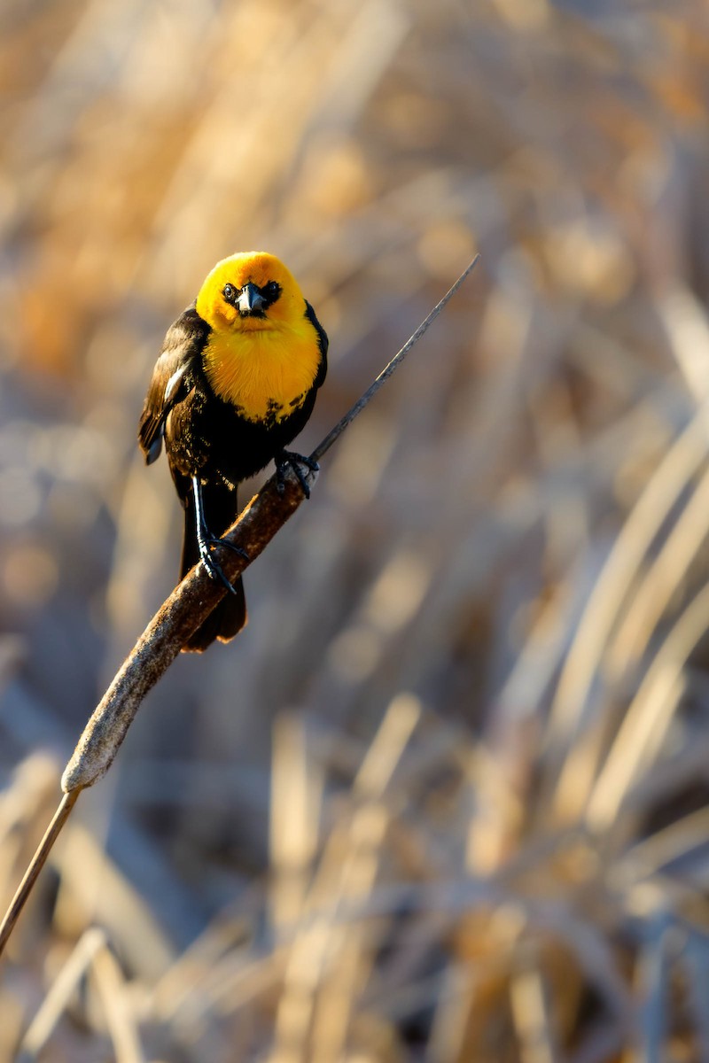 Yellow-headed Blackbird - ML620685242