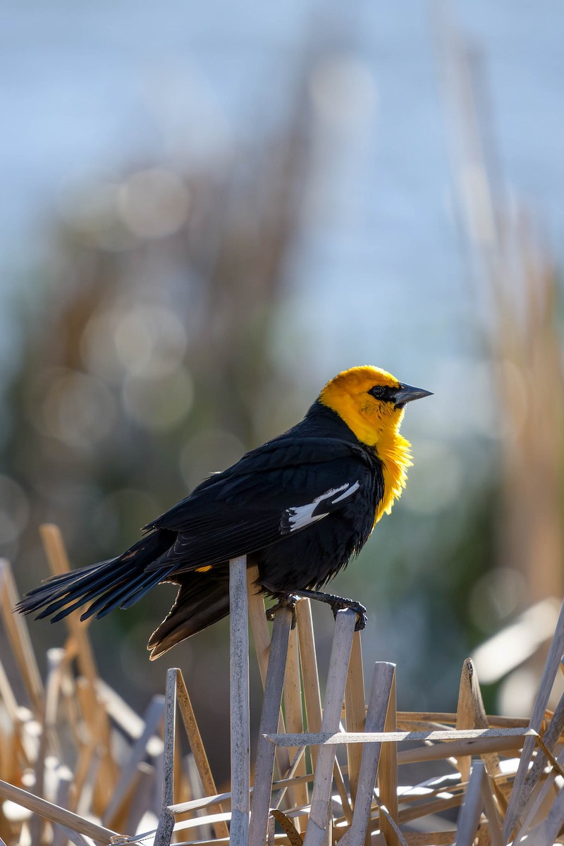 Yellow-headed Blackbird - ML620685243