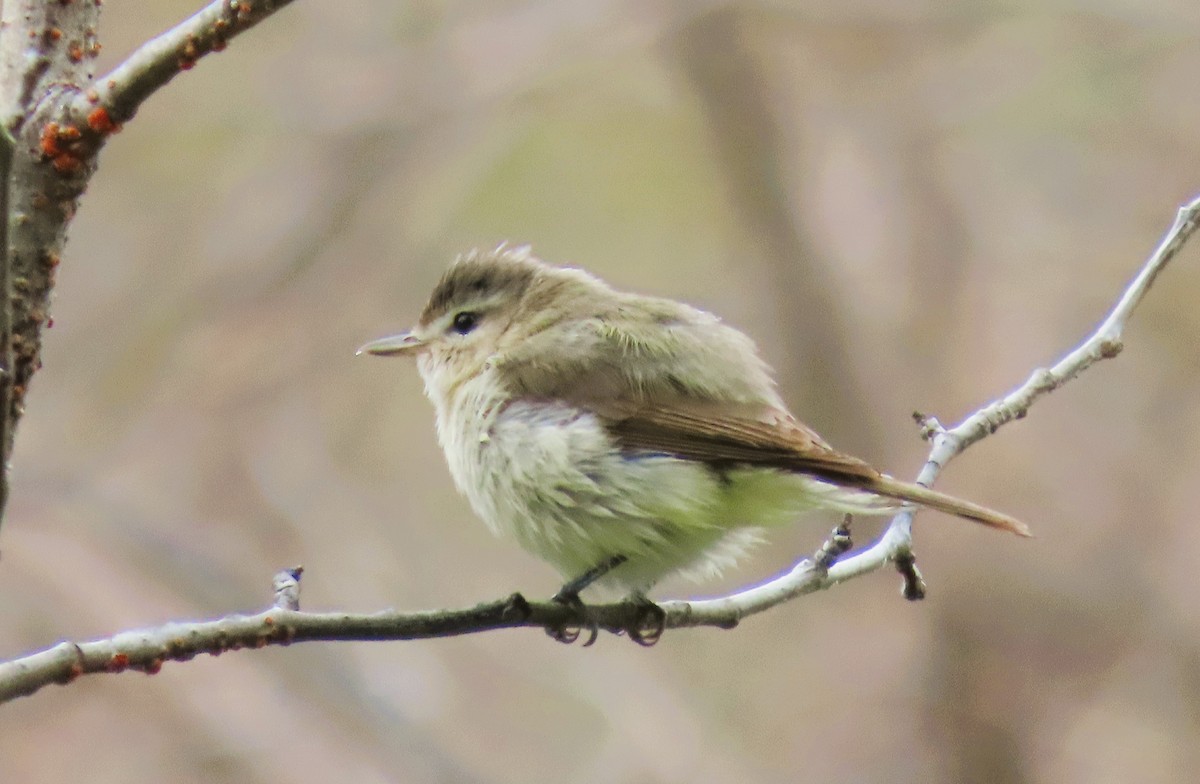 Warbling Vireo - ML620685245