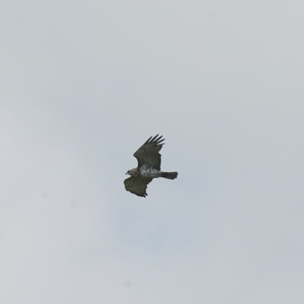 Short-toed Snake-Eagle - ML620685246