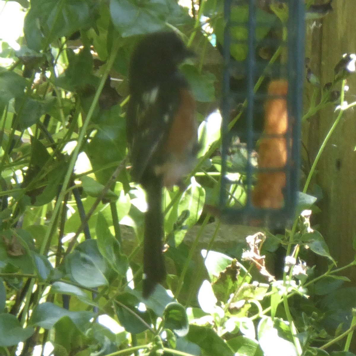 Spotted Towhee (oregonus Group) - ML620685247