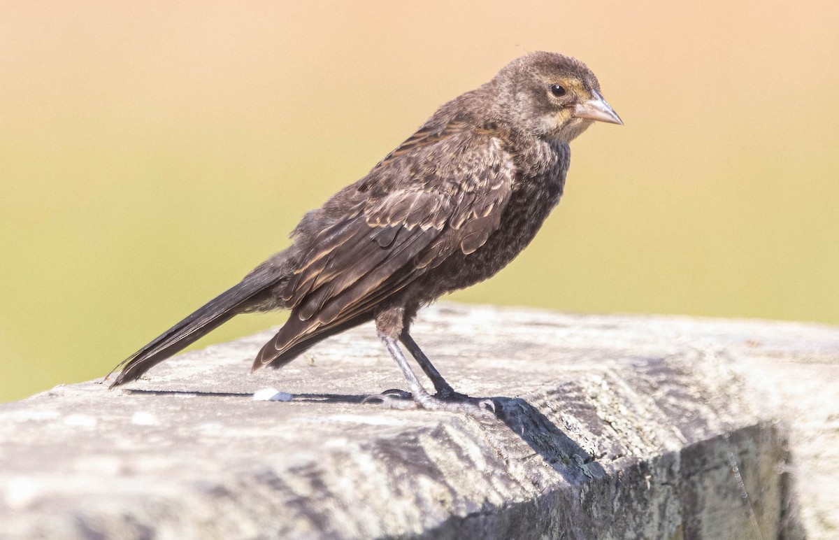 Red-winged Blackbird - ML620685250