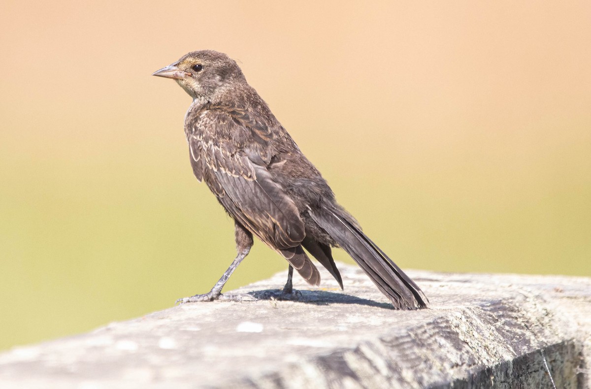 Red-winged Blackbird - ML620685251