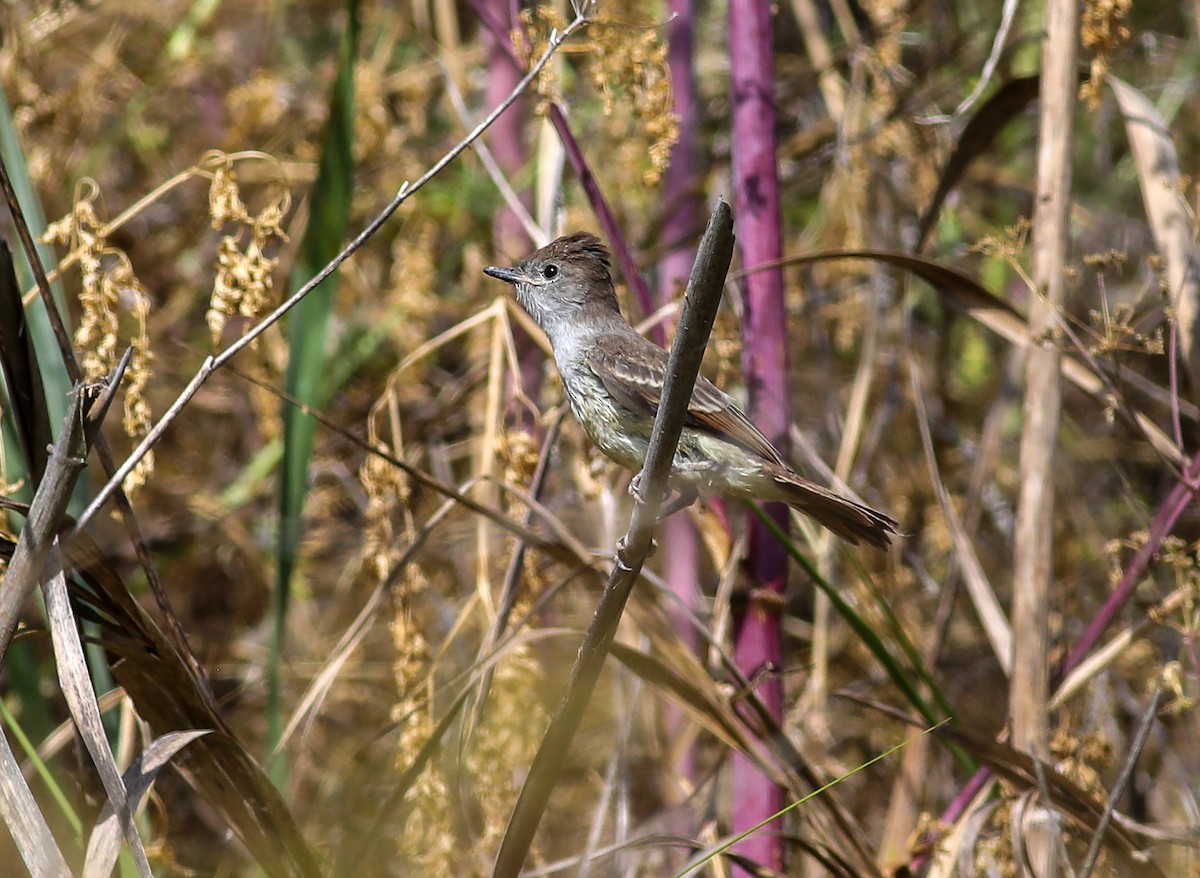 Ash-throated Flycatcher - Debbie Parker