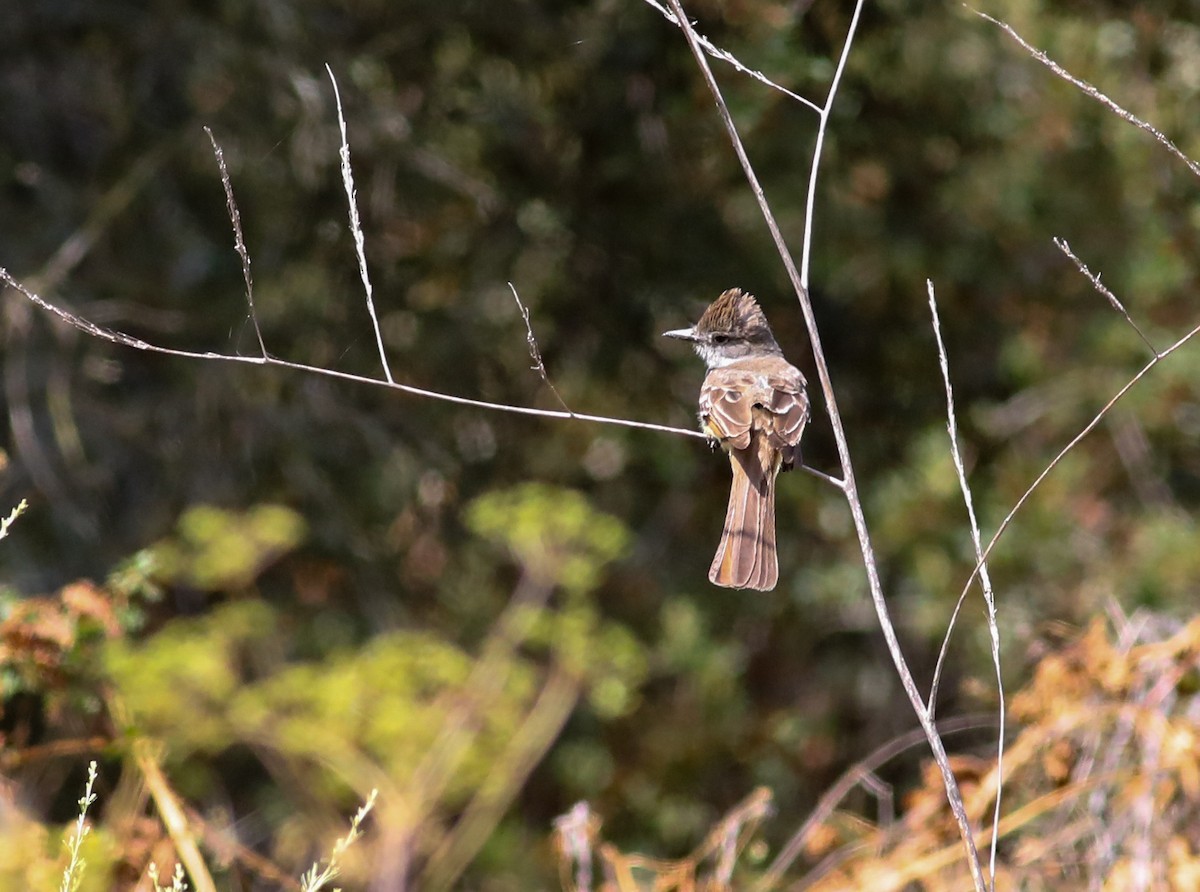 Ash-throated Flycatcher - ML620685255