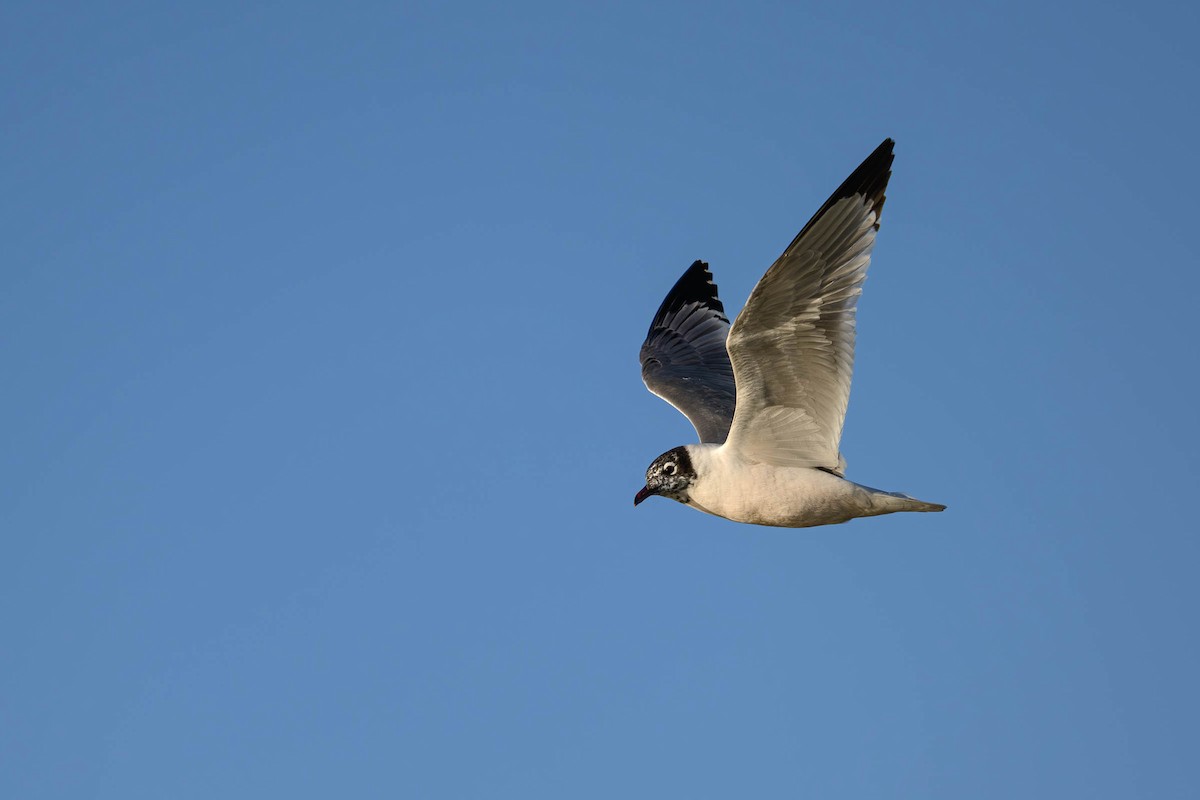 Franklin's Gull - ML620685259